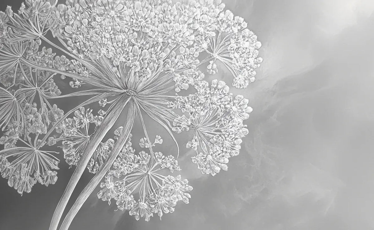 Ombelle en dentelle : L'art subtil de la fleur sauvage - Illulart: Papier peint panoramique