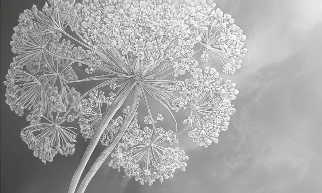 Ombelle en dentelle : L'art subtil de la fleur sauvage - Illulart: Papier peint panoramique