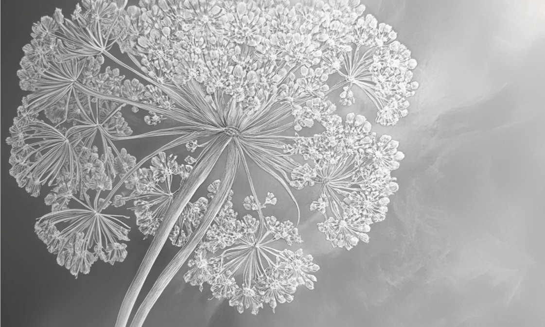 Ombelle en dentelle : L'art subtil de la fleur sauvage - Illulart: Papier peint panoramique