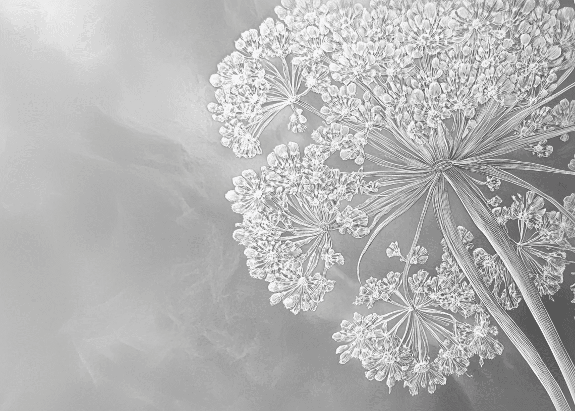 Ombelle en dentelle : L'art subtil de la fleur sauvage - Illulart: Papier peint panoramique
