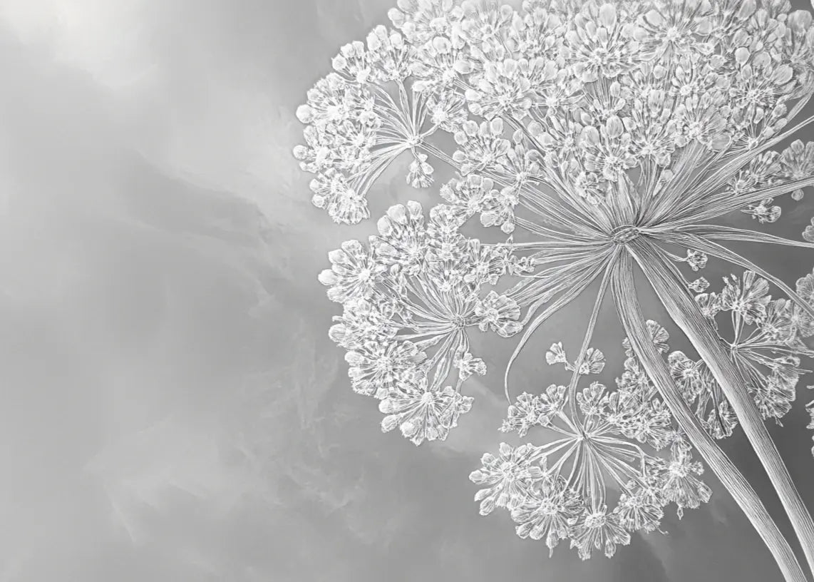 Ombelle en dentelle : L'art subtil de la fleur sauvage - Illulart: Papier peint panoramique