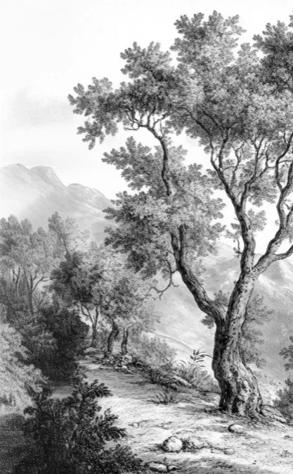 Panorama Intemporel - Nature en Noir et Blanc - Illulart: Papier peint panoramique