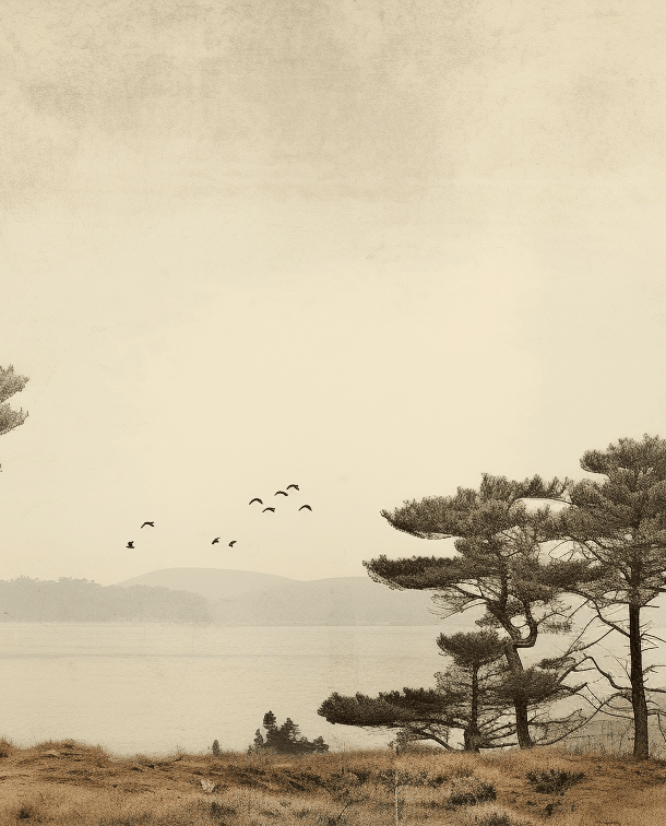 Paysage de Pins Sépia - Illulart: Papier peint panoramique
