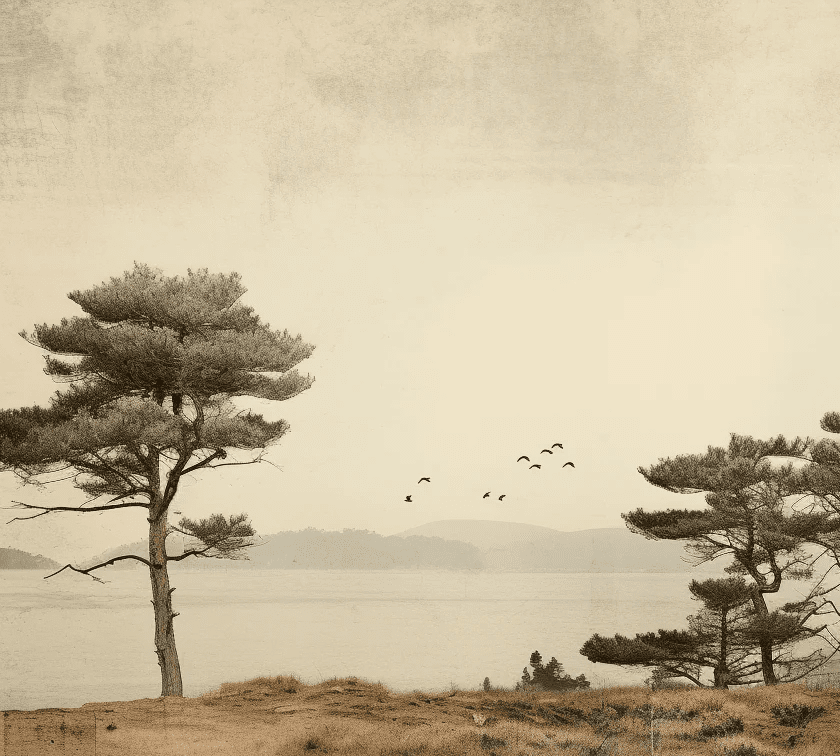 Paysage de Pins Sépia