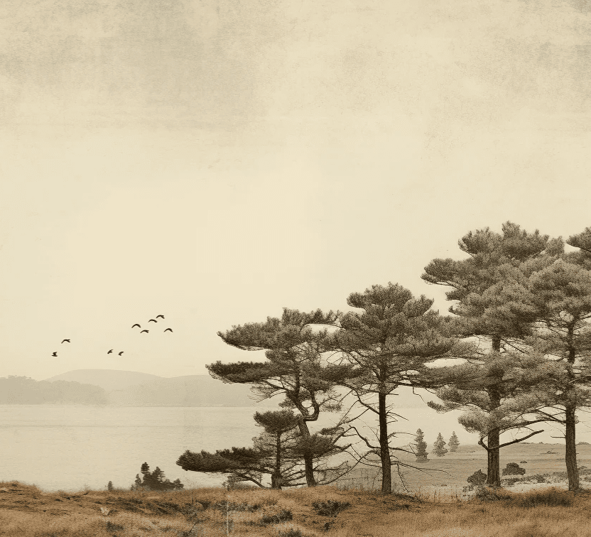 Paysage de Pins Sépia