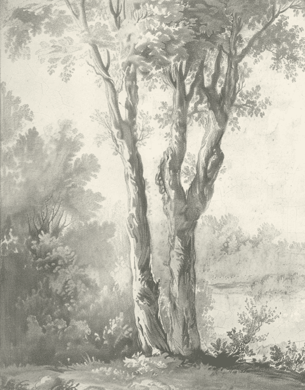 Poésie anglaise : Papier peint forêt classique - Illulart: Papier peint panoramique