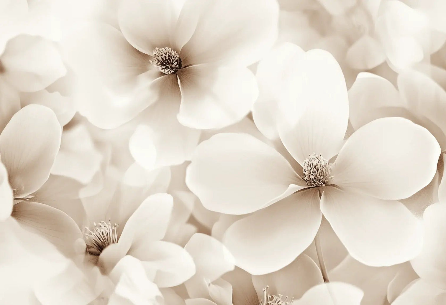 Poésie Florale : Un Papier Peint au Charme Discret - Illulart: Papier peint panoramique