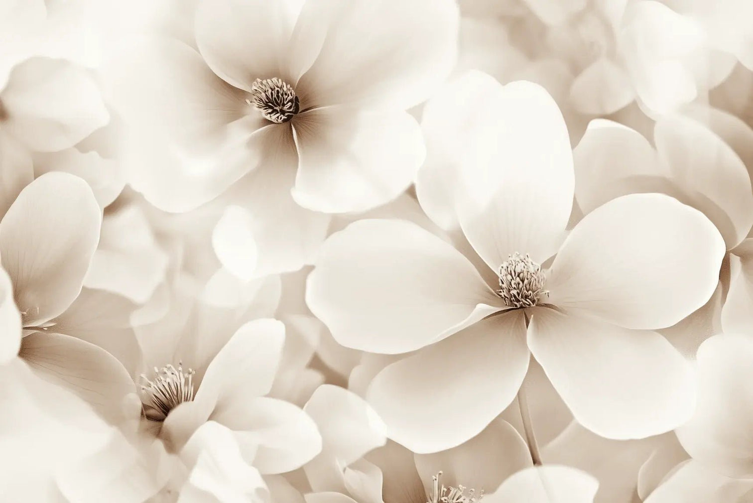 Poésie Florale : Un Papier Peint au Charme Discret - Illulart: Papier peint panoramique