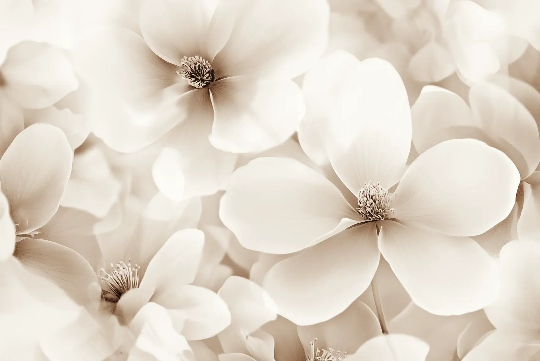 Poésie Florale : Un Papier Peint au Charme Discret