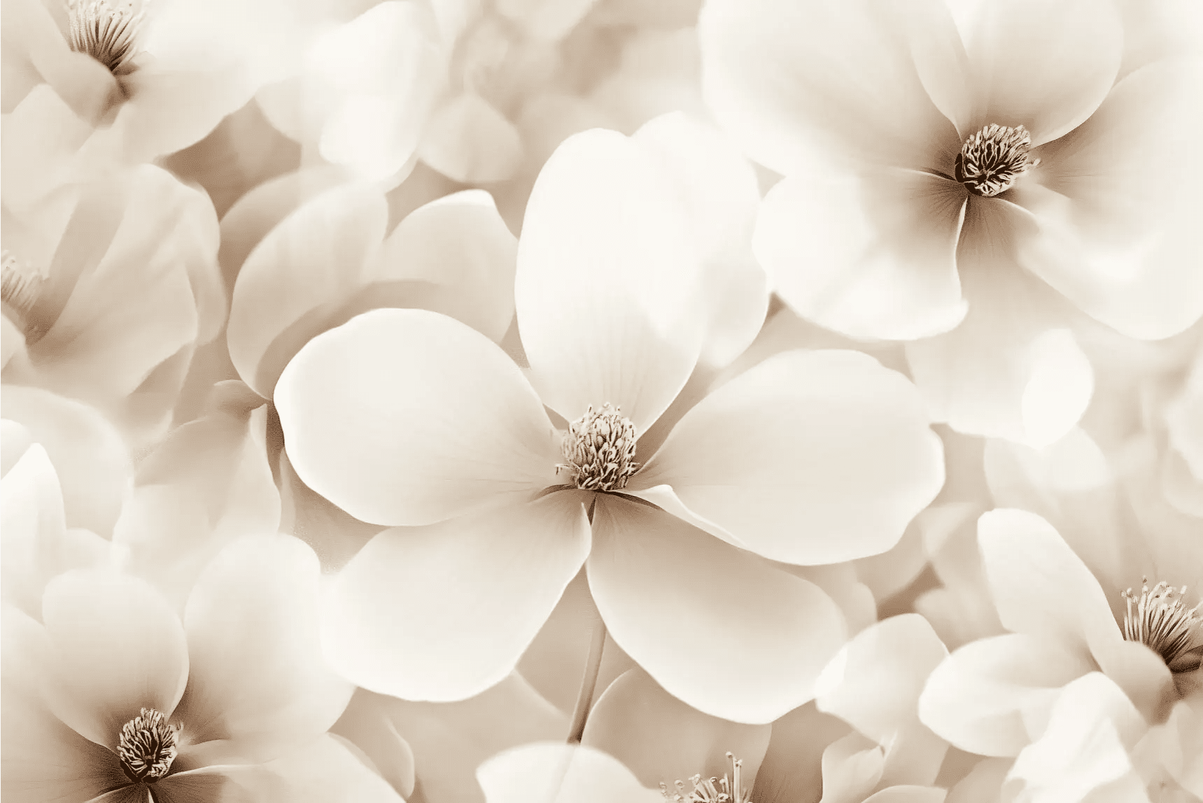 Poésie Florale : Un Papier Peint au Charme Discret