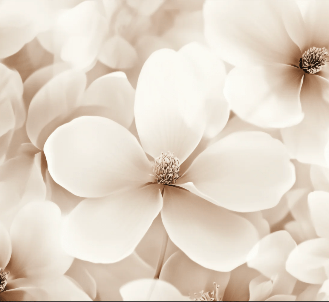 Poésie Florale : Un Papier Peint au Charme Discret - Illulart: Papier peint panoramique