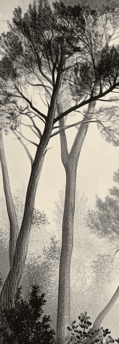 Sous la Pinède - Papier Peint Forêt Vintage et Raffiné - Illulart: Papier peint panoramique