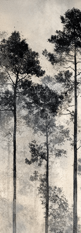 Voyage au cœur des pins – Papier peint panoramique forêt brumeuse - Illulart: Papier peint panoramique