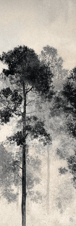 Voyage au cœur des pins – Papier peint panoramique forêt brumeuse - Illulart: Papier peint panoramique