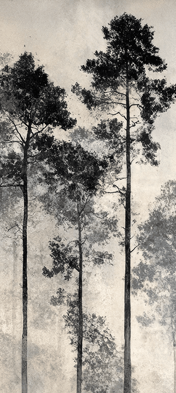 Voyage au cœur des pins – Papier peint panoramique forêt brumeuse - Illulart: Papier peint panoramique