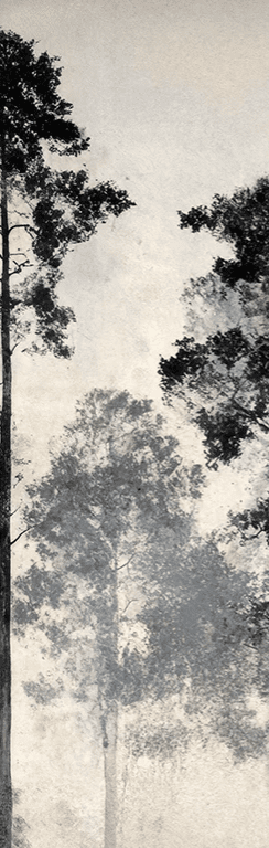 Voyage au cœur des pins – Papier peint panoramique forêt brumeuse - Illulart: Papier peint panoramique