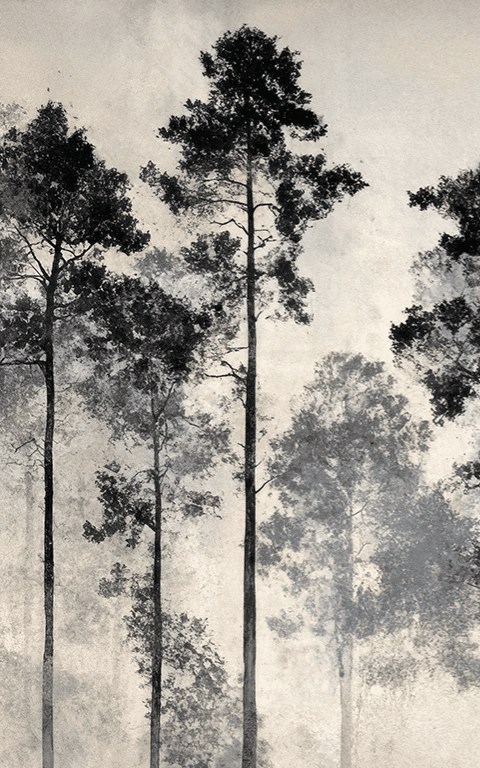 Voyage au cœur des pins – Papier peint panoramique forêt brumeuse - Illulart: Papier peint panoramique