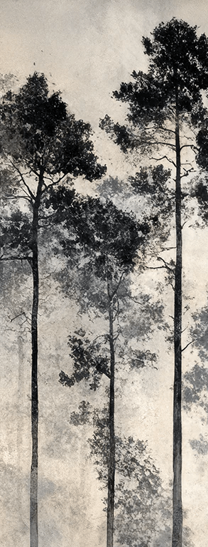 Voyage au cœur des pins – Papier peint panoramique forêt brumeuse - Illulart: Papier peint panoramique