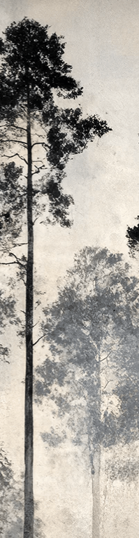 Voyage au cœur des pins – Papier peint panoramique forêt brumeuse - Illulart: Papier peint panoramique