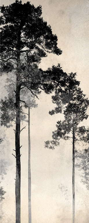 Voyage au cœur des pins – Papier peint panoramique forêt brumeuse - Illulart: Papier peint panoramique