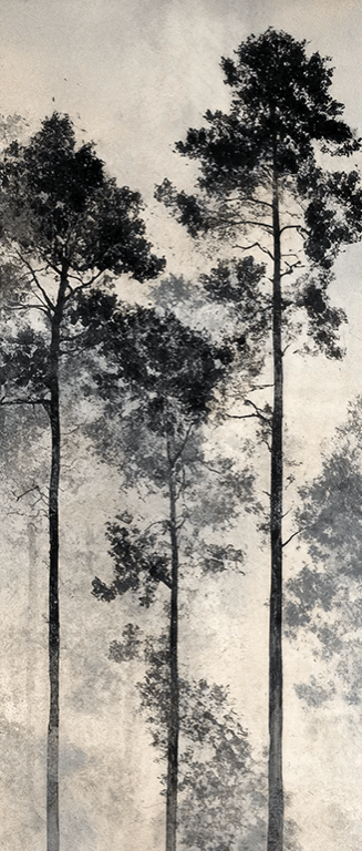 Voyage au cœur des pins – Papier peint panoramique forêt brumeuse - Illulart: Papier peint panoramique