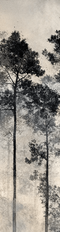 Voyage au cœur des pins – Papier peint panoramique forêt brumeuse - Illulart: Papier peint panoramique