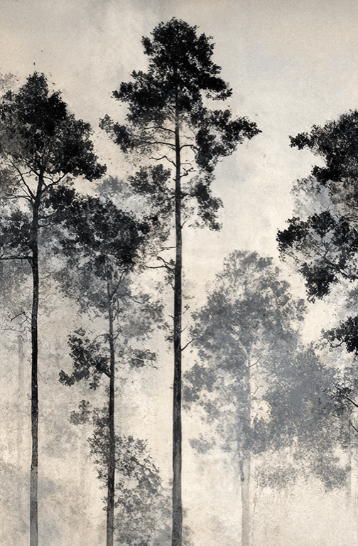 Voyage au cœur des pins – Papier peint panoramique forêt brumeuse - Illulart: Papier peint panoramique