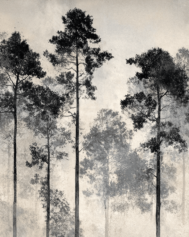 Voyage au cœur des pins – Papier peint panoramique forêt brumeuse - Illulart: Papier peint panoramique