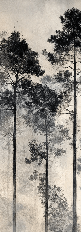 Voyage au cœur des pins – Papier peint panoramique forêt brumeuse - Illulart: Papier peint panoramique