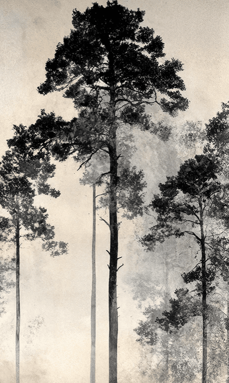 Voyage au cœur des pins – Papier peint panoramique forêt brumeuse