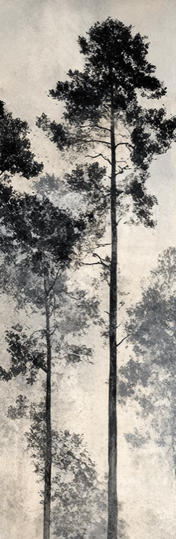 Voyage au cœur des pins – Papier peint panoramique forêt brumeuse - Illulart: Papier peint panoramique