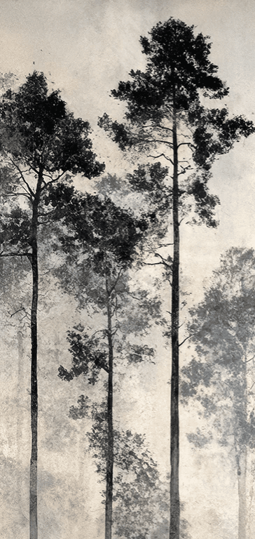 Voyage au cœur des pins – Papier peint panoramique forêt brumeuse - Illulart: Papier peint panoramique
