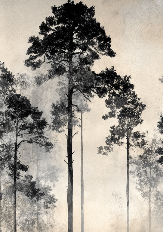 Voyage au cœur des pins – Papier peint panoramique forêt brumeuse