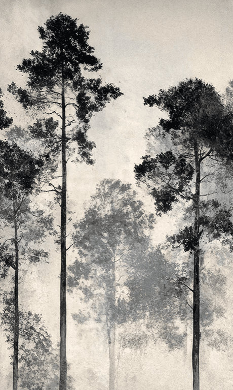 Voyage au cœur des pins – Papier peint panoramique forêt brumeuse - Illulart: Papier peint panoramique
