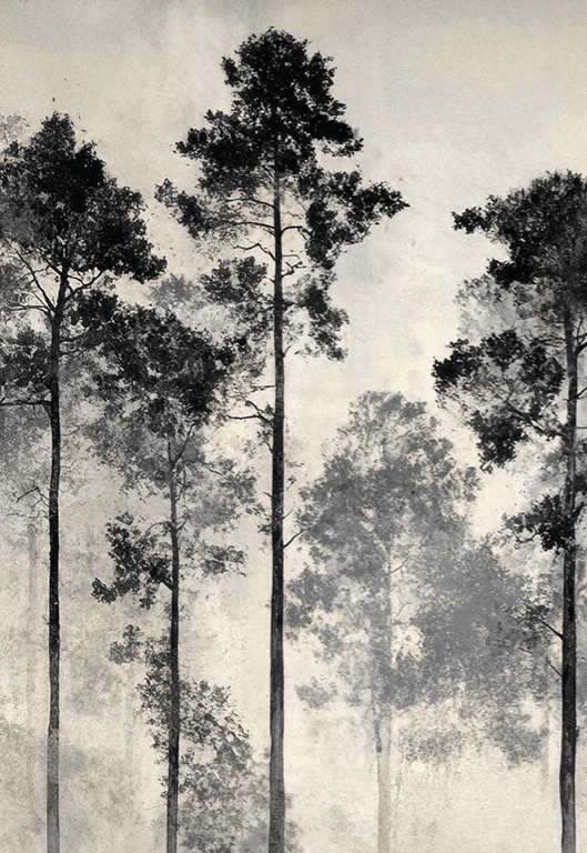 Voyage au cœur des pins – Papier peint panoramique forêt brumeuse - Illulart: Papier peint panoramique