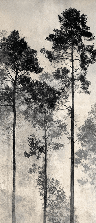 Voyage au cœur des pins – Papier peint panoramique forêt brumeuse