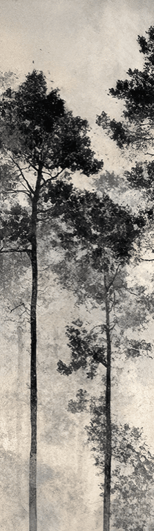 Voyage au cœur des pins – Papier peint panoramique forêt brumeuse
