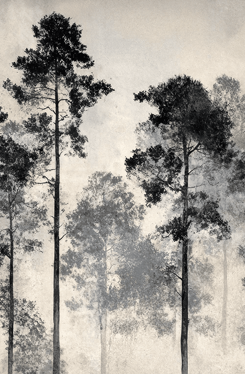 Voyage au cœur des pins – Papier peint panoramique forêt brumeuse