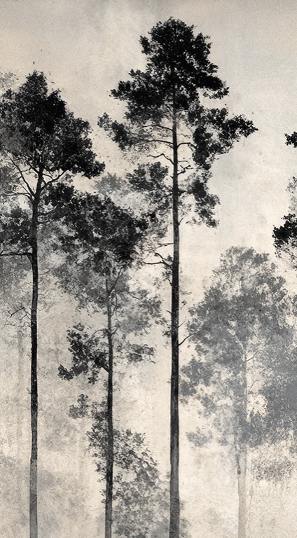 Voyage au cœur des pins – Papier peint panoramique forêt brumeuse - Illulart: Papier peint panoramique