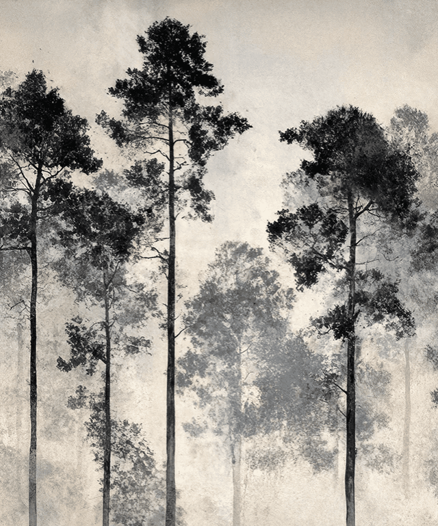 Voyage au cœur des pins – Papier peint panoramique forêt brumeuse - Illulart: Papier peint panoramique