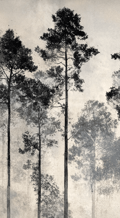 Voyage au cœur des pins – Papier peint panoramique forêt brumeuse