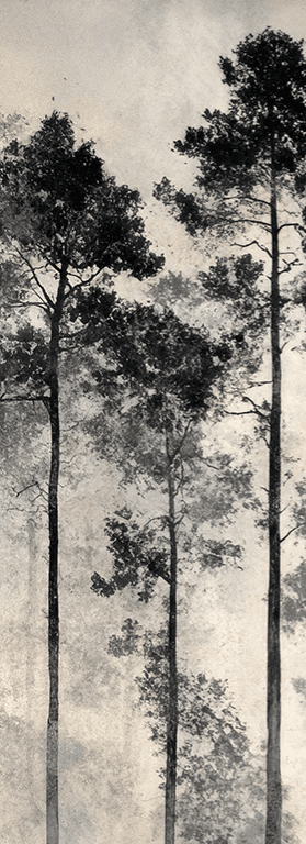 Voyage au cœur des pins – Papier peint panoramique forêt brumeuse - Illulart: Papier peint panoramique