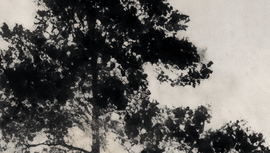 Voyage au cœur des pins – Papier peint panoramique forêt brumeuse - Illulart: Papier peint panoramique