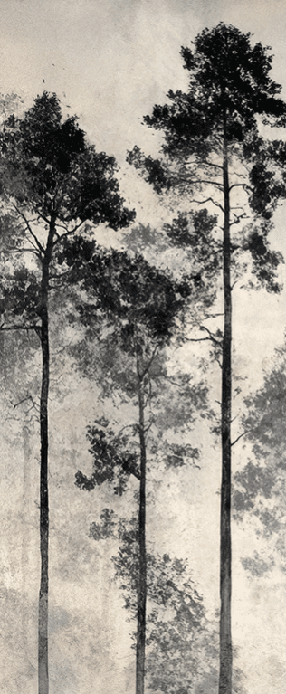 Voyage au cœur des pins – Papier peint panoramique forêt brumeuse - Illulart: Papier peint panoramique