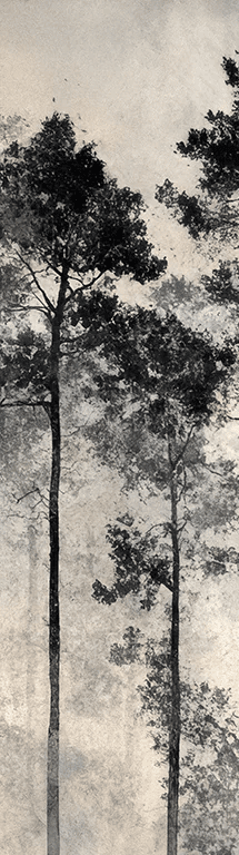 Voyage au cœur des pins – Papier peint panoramique forêt brumeuse - Illulart: Papier peint panoramique