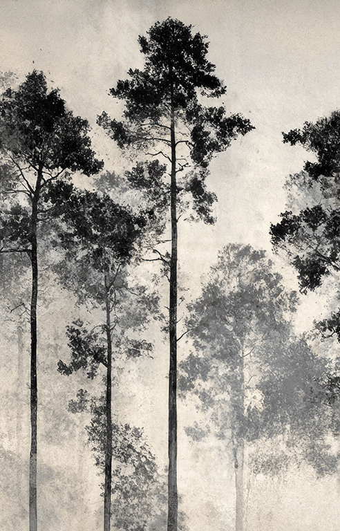 Voyage au cœur des pins – Papier peint panoramique forêt brumeuse