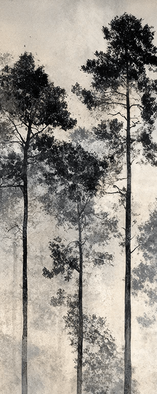 Voyage au cœur des pins – Papier peint panoramique forêt brumeuse - Illulart: Papier peint panoramique