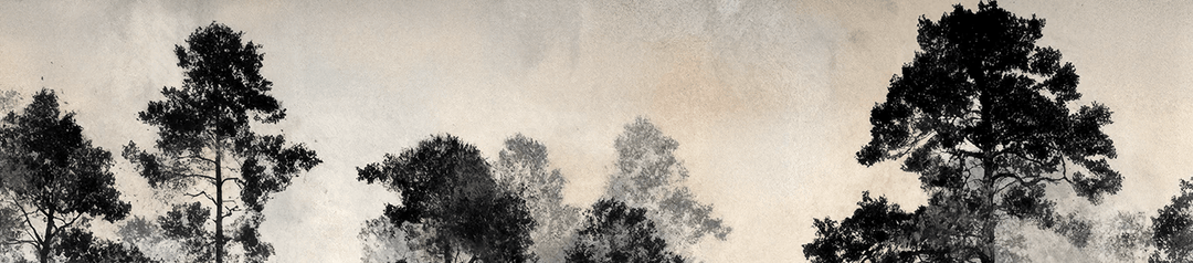 Voyage au cœur des pins – Papier peint panoramique forêt brumeuse - Illulart: Papier peint panoramique