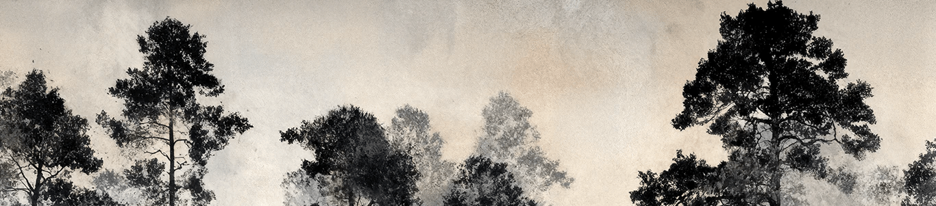 Voyage au cœur des pins – Papier peint panoramique forêt brumeuse - Illulart: Papier peint panoramique