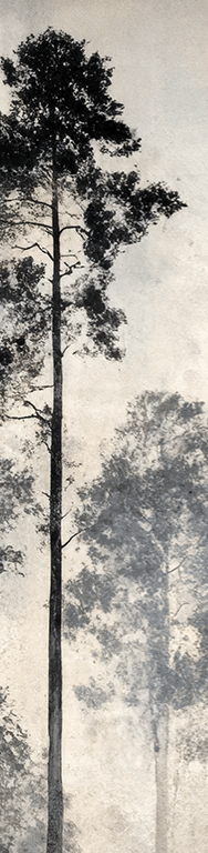 Voyage au cœur des pins – Papier peint panoramique forêt brumeuse - Illulart: Papier peint panoramique